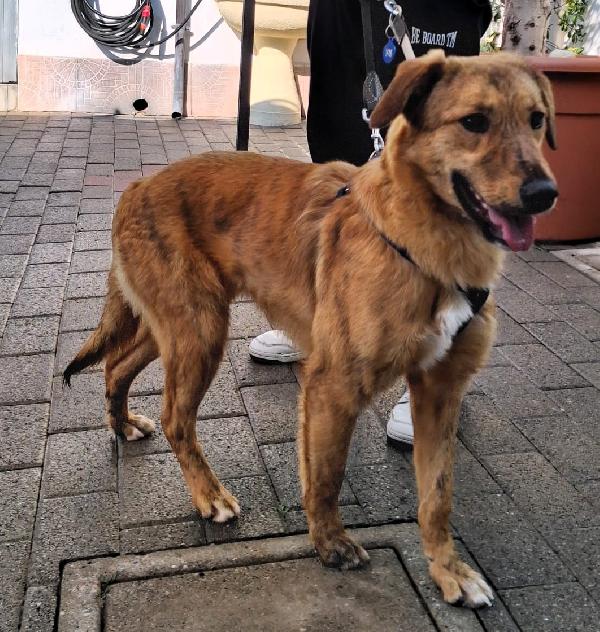 Paprika Dolce Cucciolona 